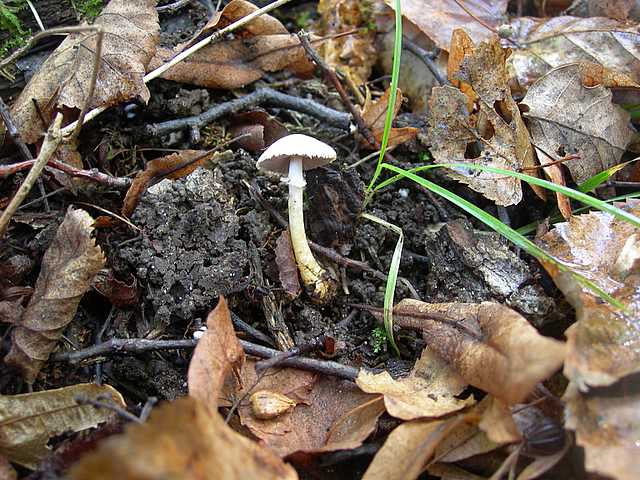 Le  meraviglie della foresta